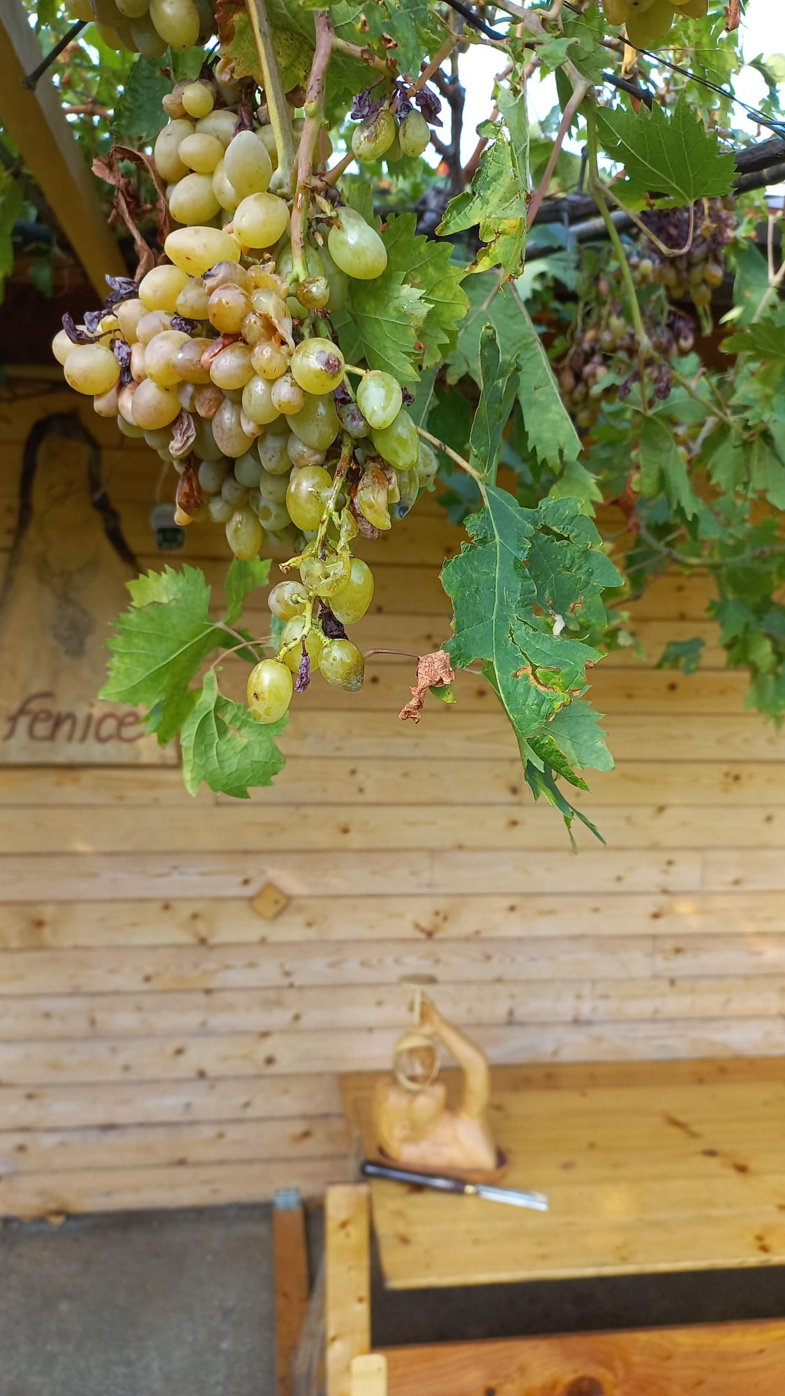 Grappolo d'uva bianca apirena sulla pergola del laboratorio — Palini Aurelio